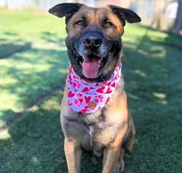 Photo of Otis