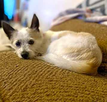 Photo of Astor
