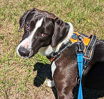 Photo of Sioux ("Sue")