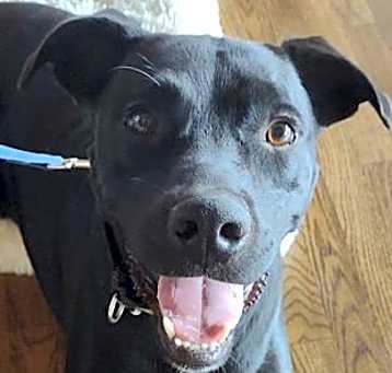 Photo of Romeo
