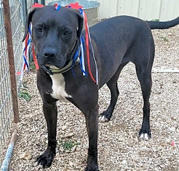 Photo of Willow
