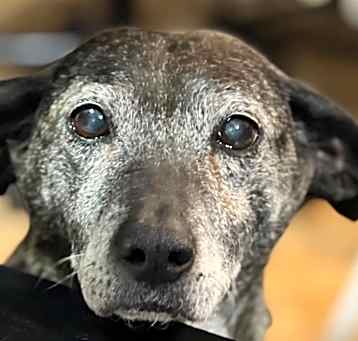 Photo of LADY