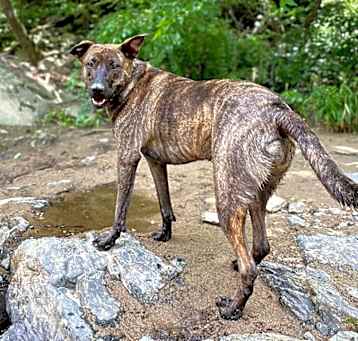 Photo of Tawney