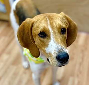 Photo of Lucky
