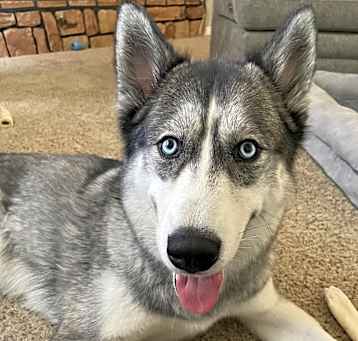 Photo of Rex