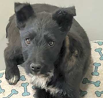 Photo of Blade