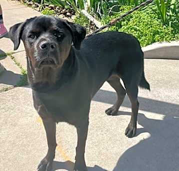 Photo of Muggs *FOSTER NEEDED TOO
