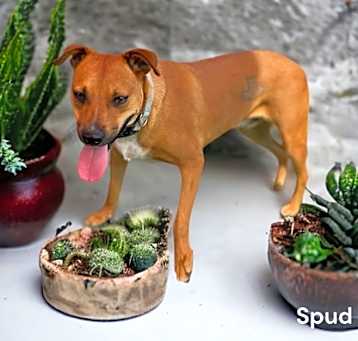 Photo of Spud