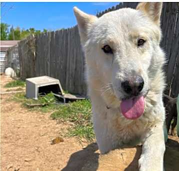 Photo of Apollo tha' Dog!