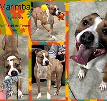 Photo of Marimba - LOWELL, IN