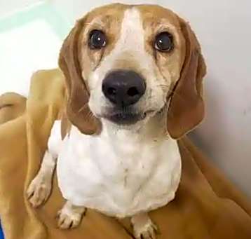 Photo of Bad Beagle Bo