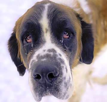 Photo of Dixie