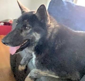 Photo of Moose