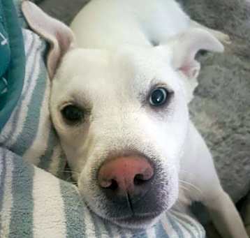 Photo of Jalapeno**Foster Home**