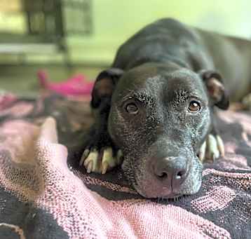 Photo of Sheba