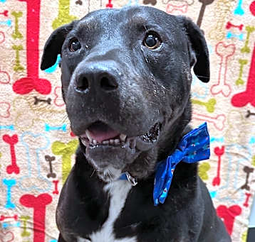 Photo of Blue