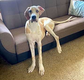 Photo of Dane Dawgs : Quinn