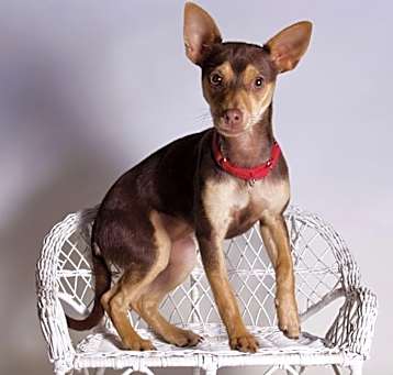 Photo of Mini