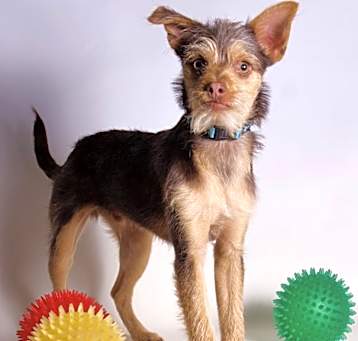 Photo of Cosmo