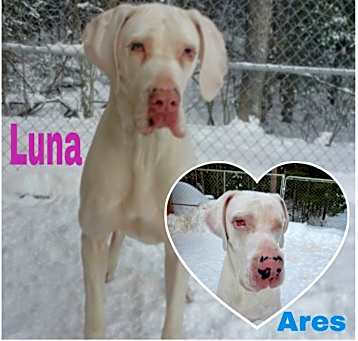 Photo of Luna (22-107 with Ares)