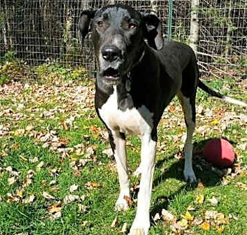 Photo of Echo (19-099)