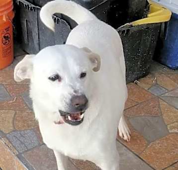 Photo of Trixie