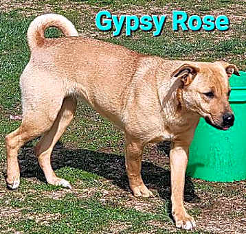 Photo of Gypsy Rose