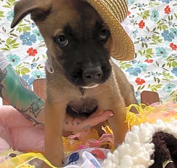 Photo of Olive