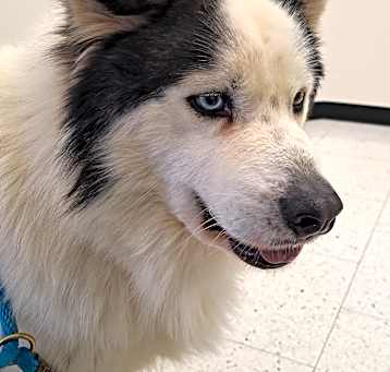 Photo of ACE