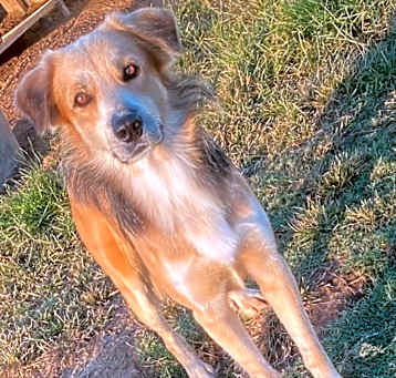 Photo of Pinto