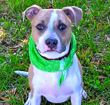 Photo of Aggie