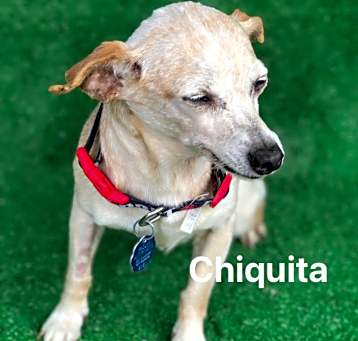 Photo of Chiquita