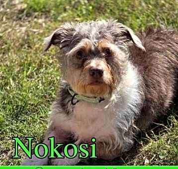 Photo of Nokosi