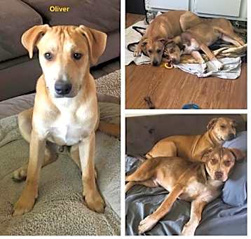Photo of Oliver