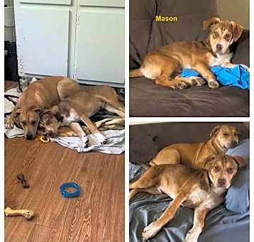 Photo of Mason