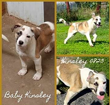 Photo of Kinsley
