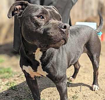 Photo of Daya - Vq Litter