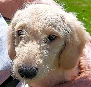 Photo of CARLEY