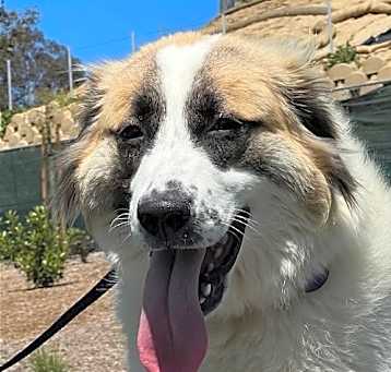 Photo of Izzy