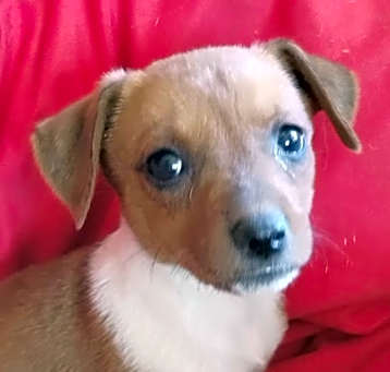 Photo of Cannoli