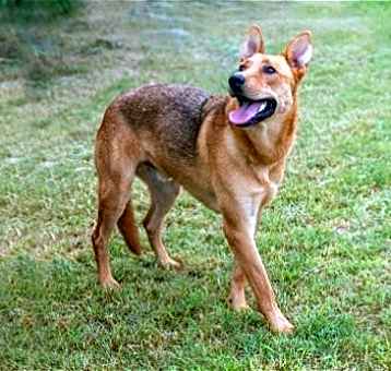 Photo of Dusty