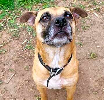 Photo of Daisy