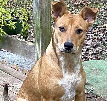 Photo of D103 Litter Susie