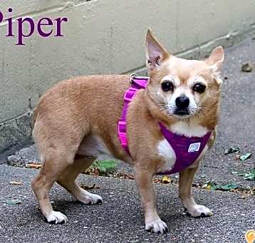 Photo of Piper