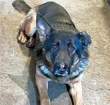 Photo of Koda