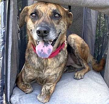 Photo of Didi (Taiwan FMD mixed)
