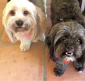 Photo of Ozzie & Oreo