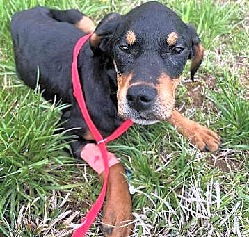 Photo of Zuri
