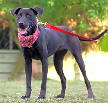 Photo of Dolly