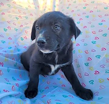 Photo of Xolo Puppy Two